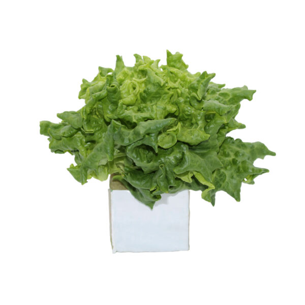 Living Lettuce Grow Kit Les Verts Living