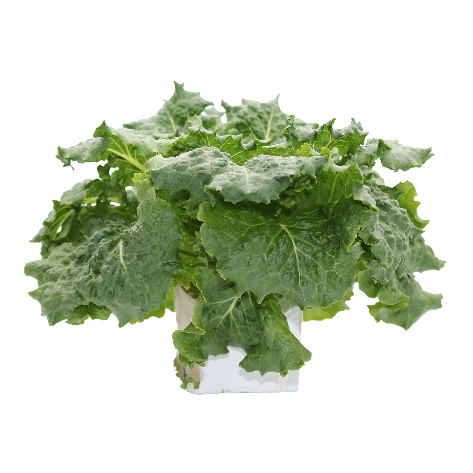 Living Lettuce Grow Kit Les Verts Living