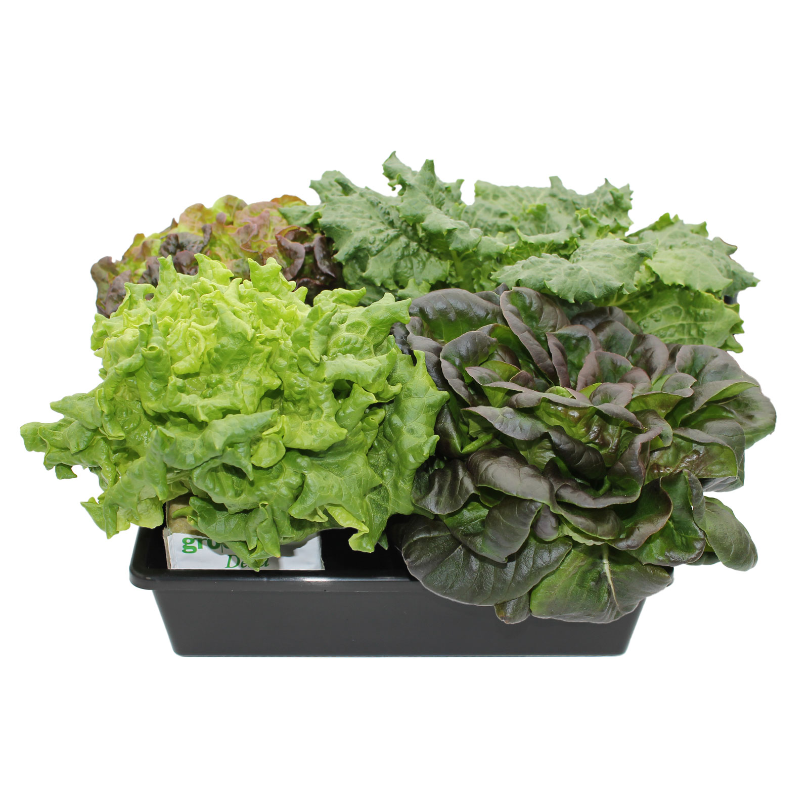Living Lettuce Grow Kit Les Verts Living