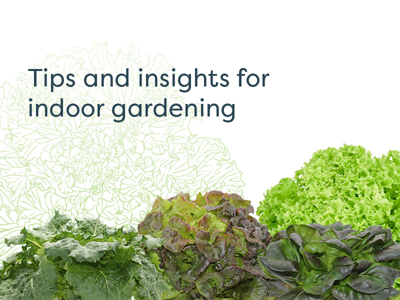 Tips and insights for indoor gardening