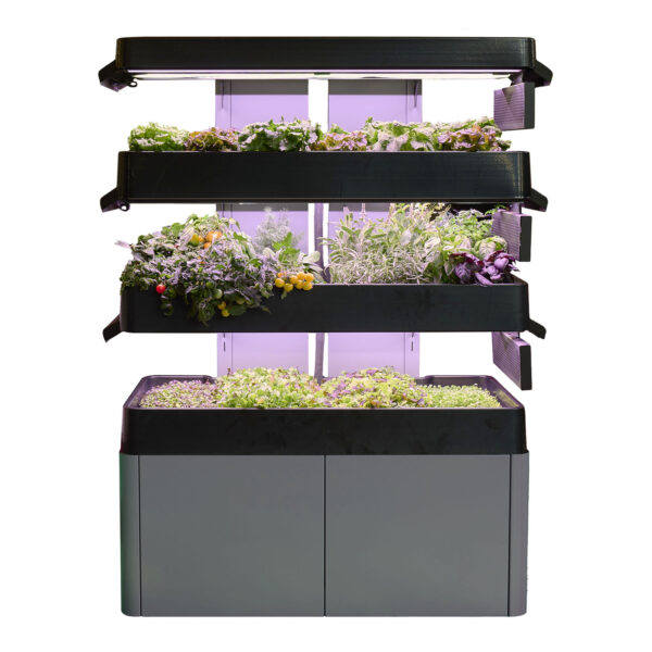 Three-tiered Terrace Pro system, shelved unit with varieties of lettuce and greens and purple lights above the shelves