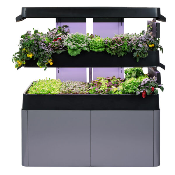 Two-tiered Terrace Pro system, shelved unit with varieties of lettuce and greens and purple lights above the shelves