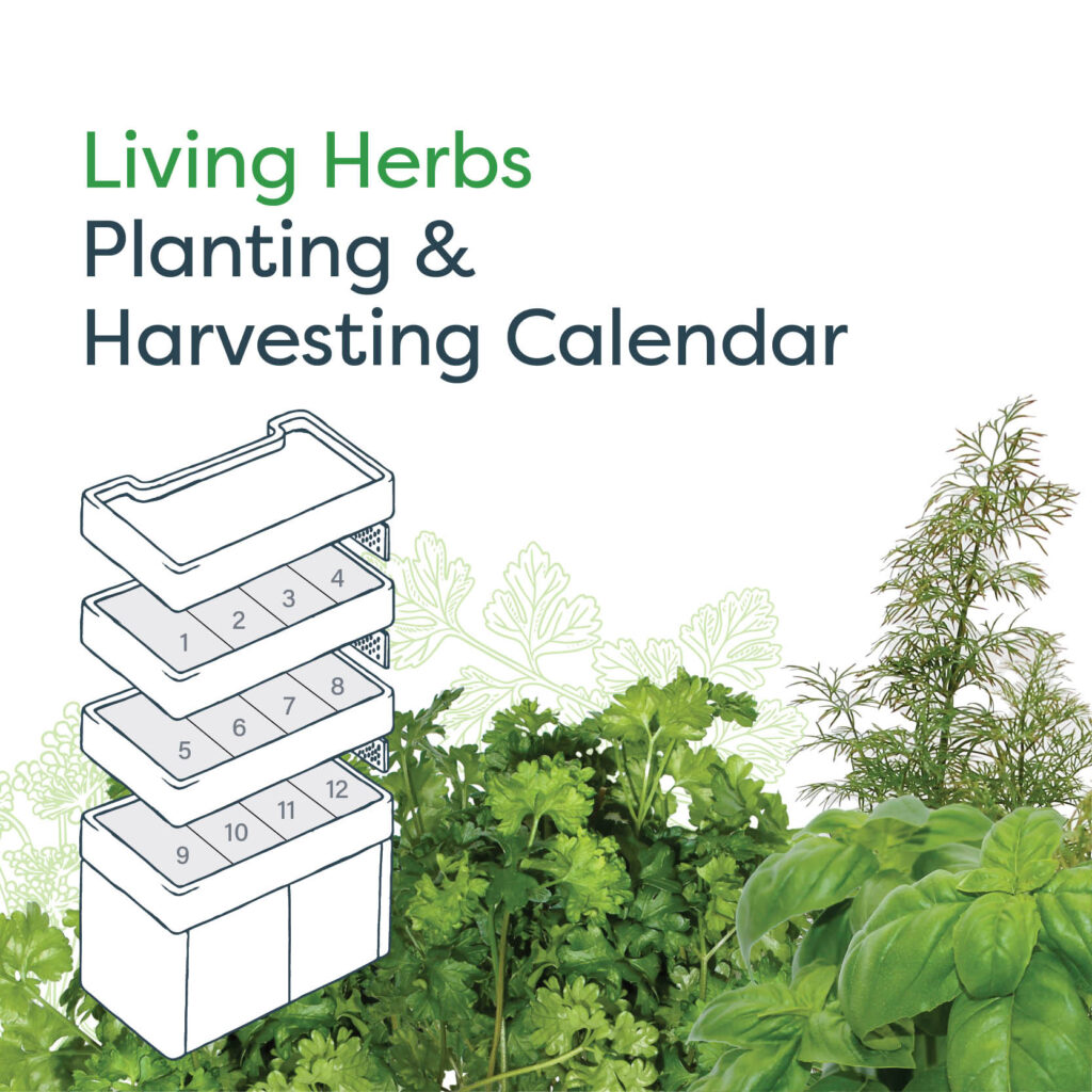 Living Herbs Planting & Harvesting Calendar