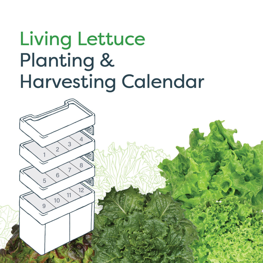 Living Lettuce Planting & Harvesting Calendar - 3-tier Terrace Pro